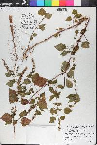 Cantinoa mutabilis image