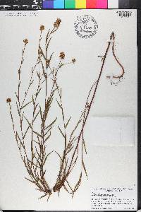 Ludwigia suffruticosa image