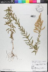 Solidago odora var. chapmanii image