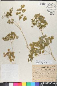 Thalictrum occidentale image