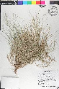 Muhlenbergia microsperma image