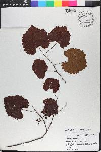 Vitis rotundifolia image