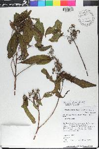 Miconia angustilamina image