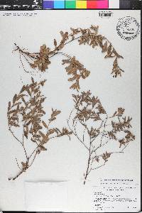 Crocanthemum arenicola image