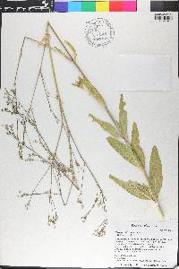 Gypsophila paniculata image