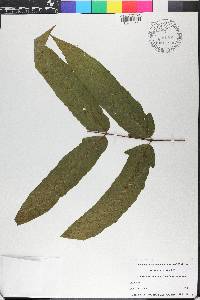 Nephrodium macrophyllum image