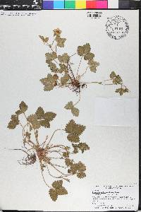 Potentilla indica image