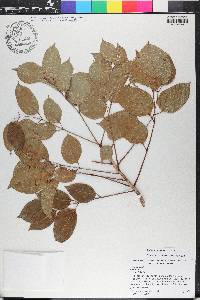 Bursera simaruba image