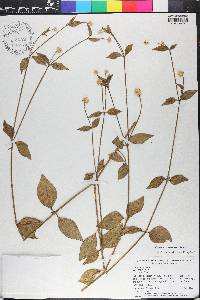 Alternanthera flavescens image