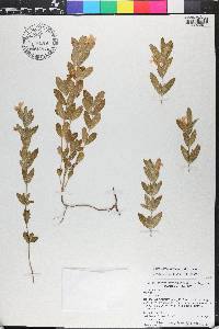 Dyschoriste oblongifolia image