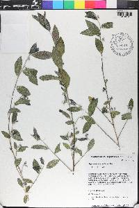 Argythamnia candicans image