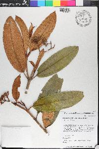 Miconia jimenezii image