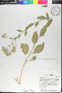 Lepidium latifolium image