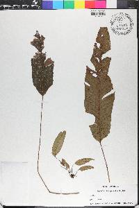 Diplazium plantaginifolium image