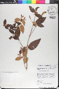 Miconia calycopteris image