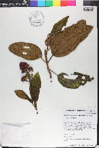 Miconia howardiana image