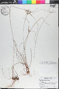 Cyperus nashii image