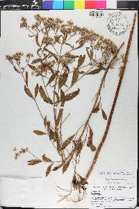 Eupatorium semiserratum image