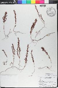 Ludwigia microcarpa image