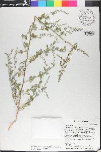 Chenopodium fremontii image