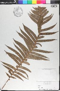 Blechnum orientale image