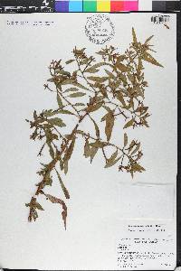 Ludwigia leptocarpa image