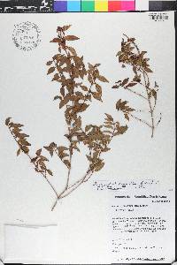 Miconia gracilifolia image