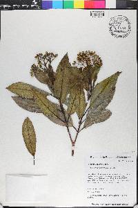 Miconia calycina image