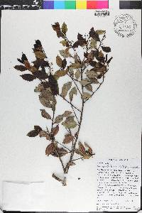 Ilex macfadyenii image