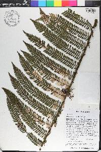 Cyathea abbottii image