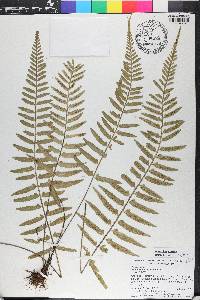 Asplenium auritum image