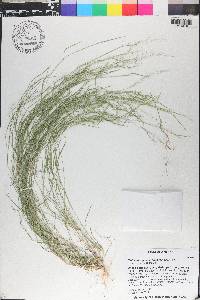 Muhlenbergia microsperma image