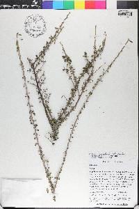 Poitea paucifolia image