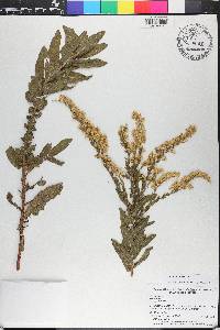 Solidago fistulosa image