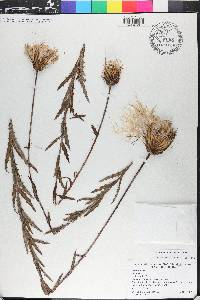 Cirsium lecontei image