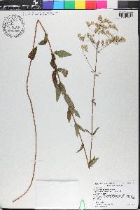 Eupatorium pilosum image