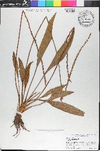 Plantago sparsiflora image