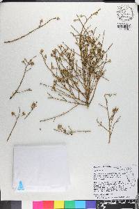 Sapindus trifoliatus image