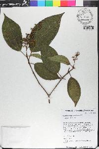 Miconia pyramidalis image