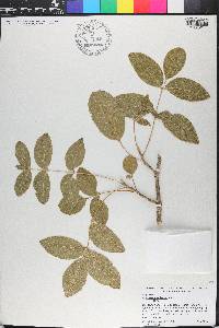 Zanthoxylum flavum image