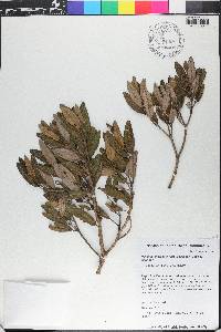 Miconia longicollis image