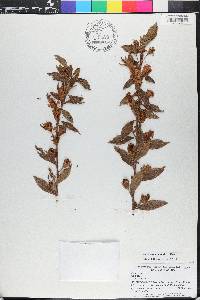 Ludwigia peruviana image