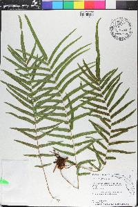 Pteris vittata image