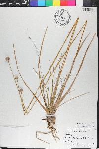 Eriocaulon decangulare image