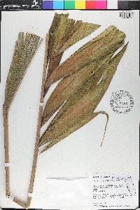 Ptychosperma elegans image