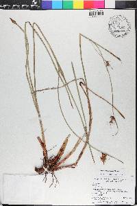 Scleria triglomerata image