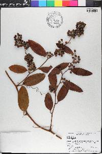 Smilax laurifolia image