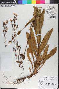 Penstemon multiflorus image