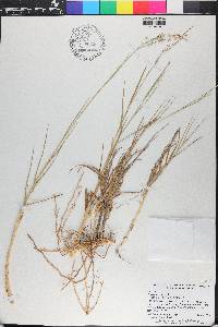 Panicum repens image