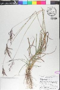 Bothriochloa bladhii image